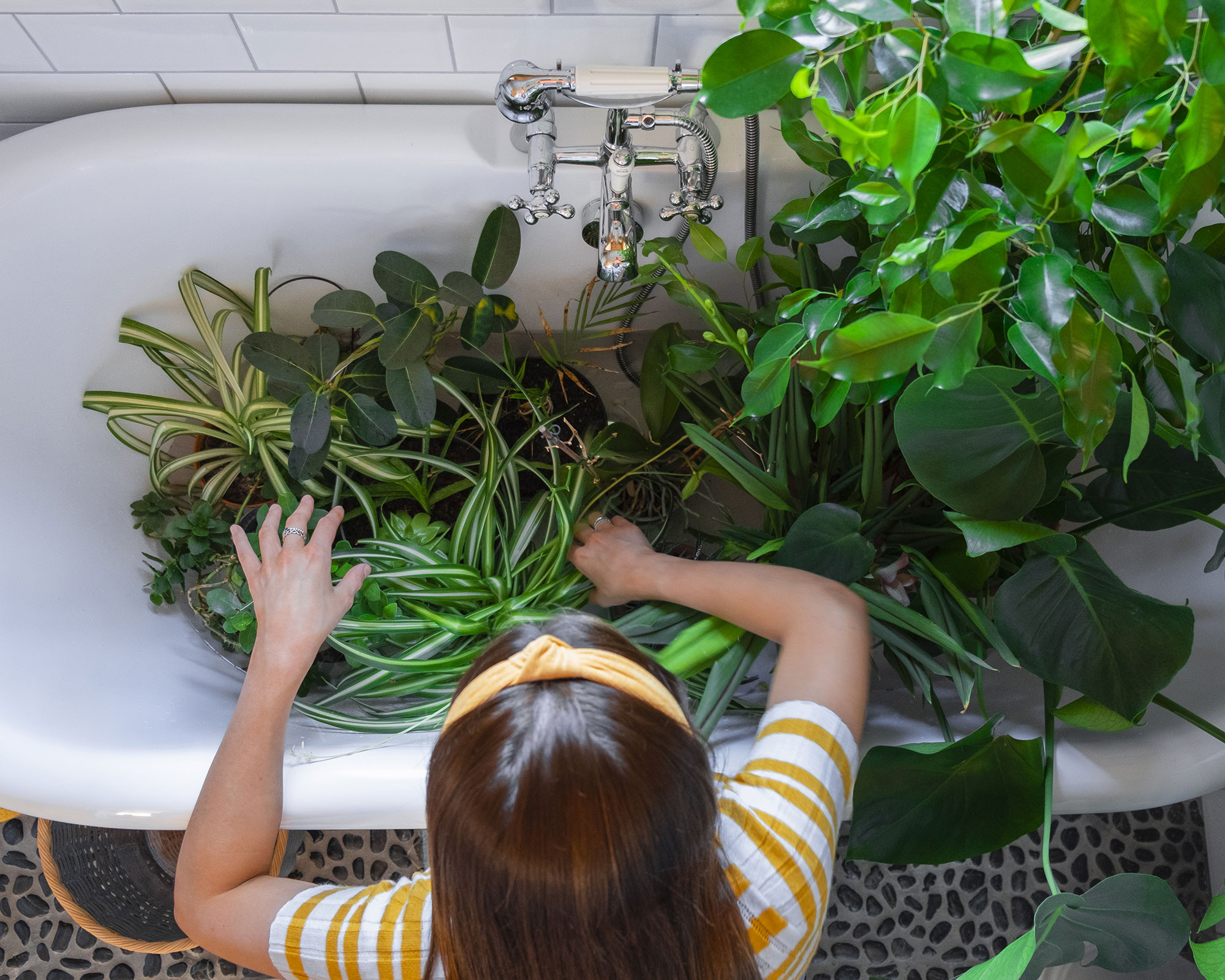 how-to-clean-houseplant-leaves-expert-tips-to-add-shine-gardeningetc