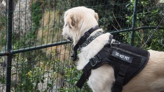 Service dog looking through fence