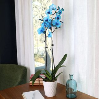 A tall blue orchid