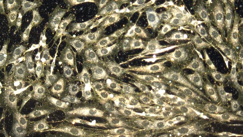 a microscope image of sparkling gold nanoparticles and cells