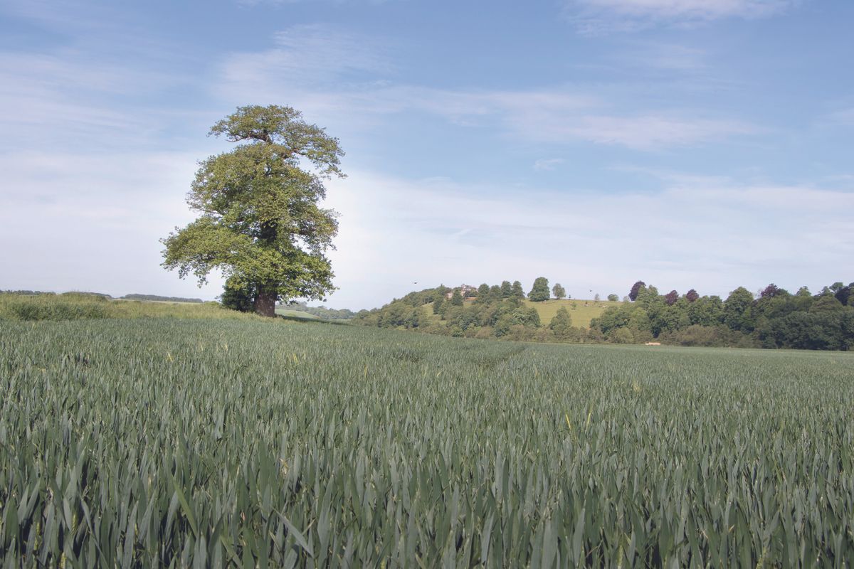 A nature image shot using the Canon EOS 77D