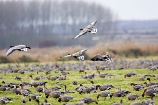 Migrating Pink Footed geese over wintering on marshland at Holkham North Norfolk coast East Anglia Eastern England