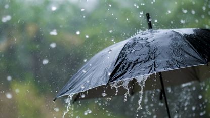 A black umbrella in a downpour.