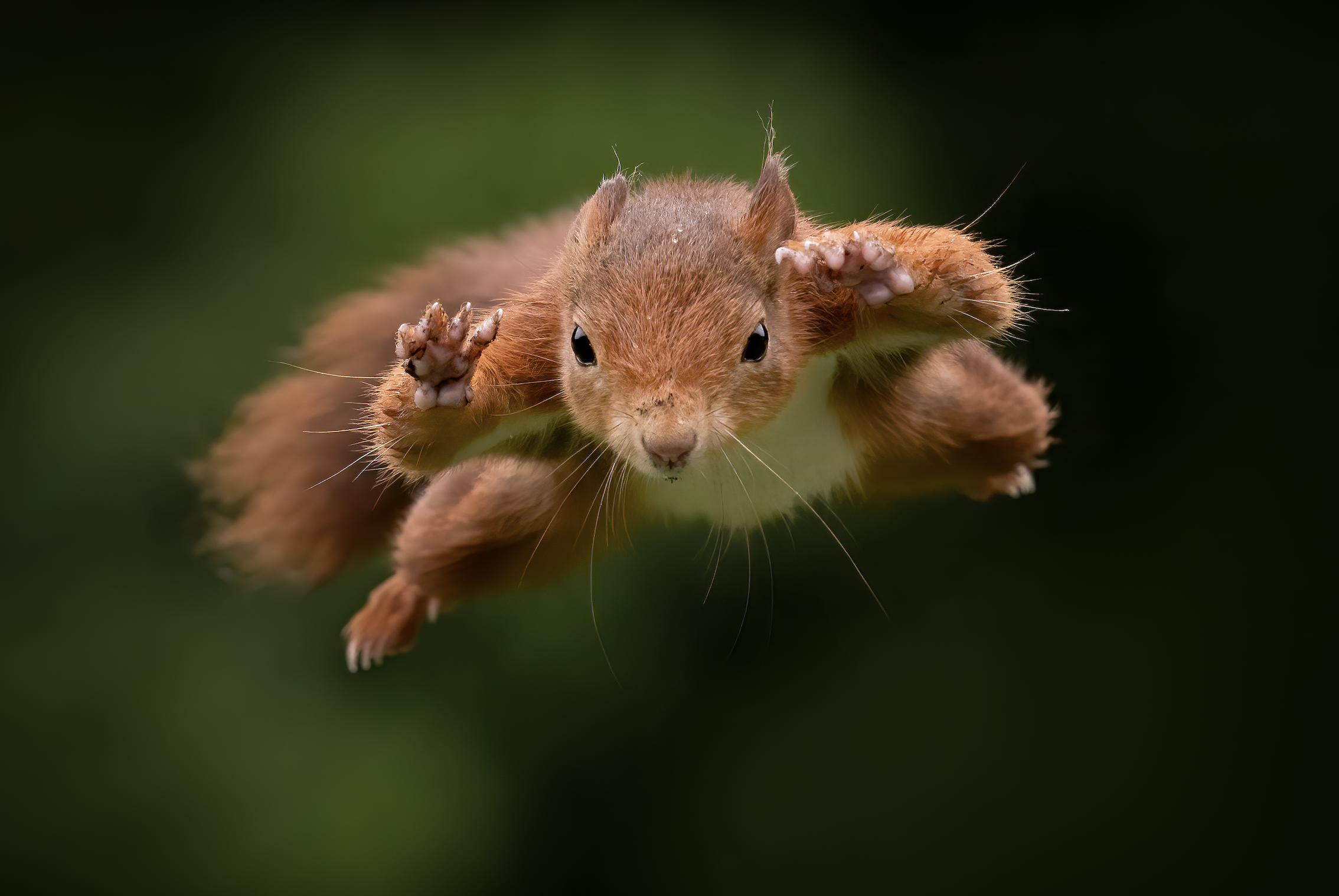 Red squirrel jumping through the air