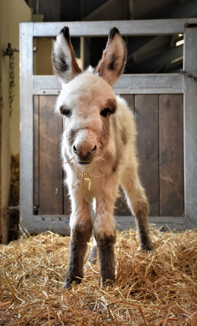 BenFoal1