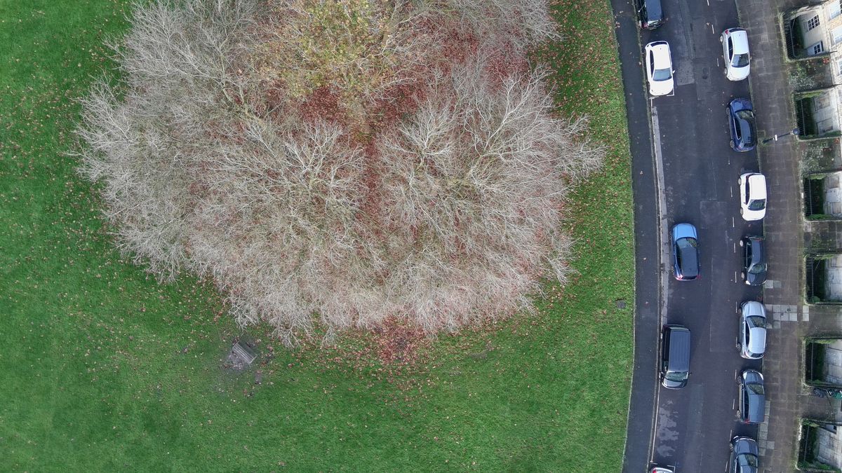 A photo of a tree in Bath, UK, taken on a Potensic Atom drone