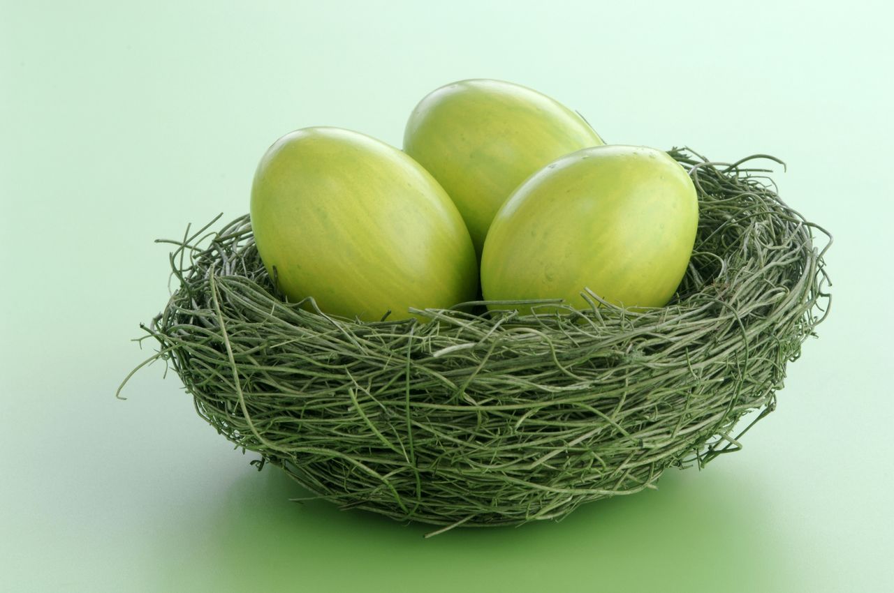 Green nest of green eggs