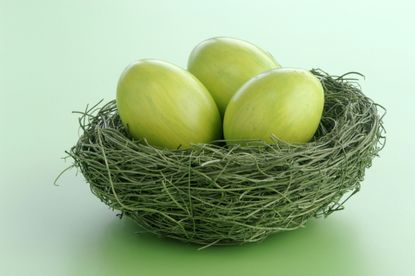 Green nest of green eggs