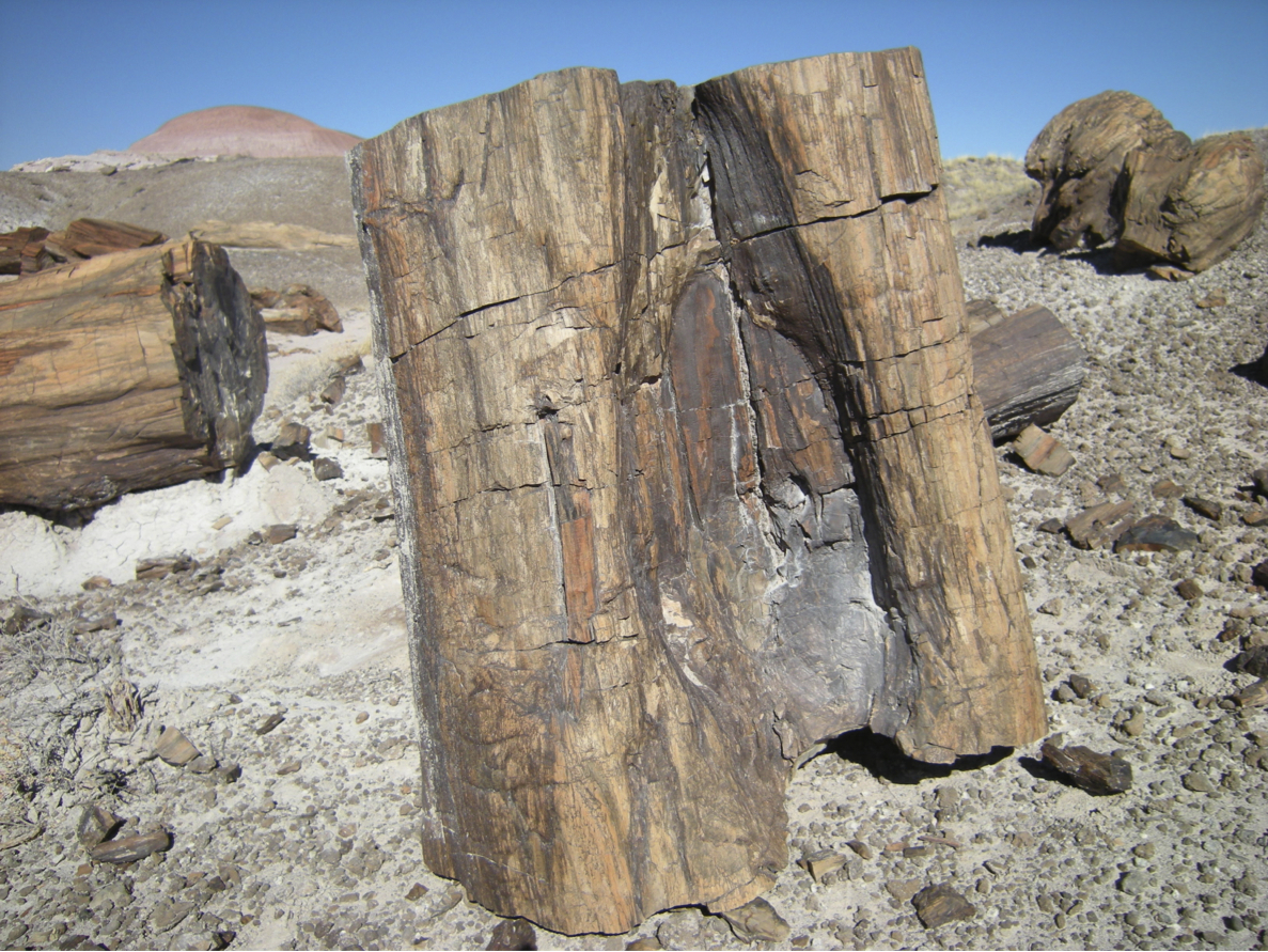 Petrified wood with fire scar