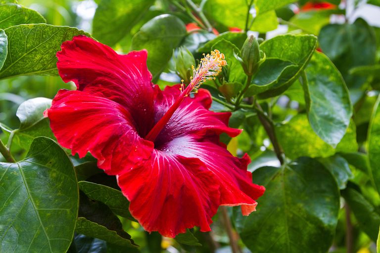 How to winterize hibiscus Homes & Gardens