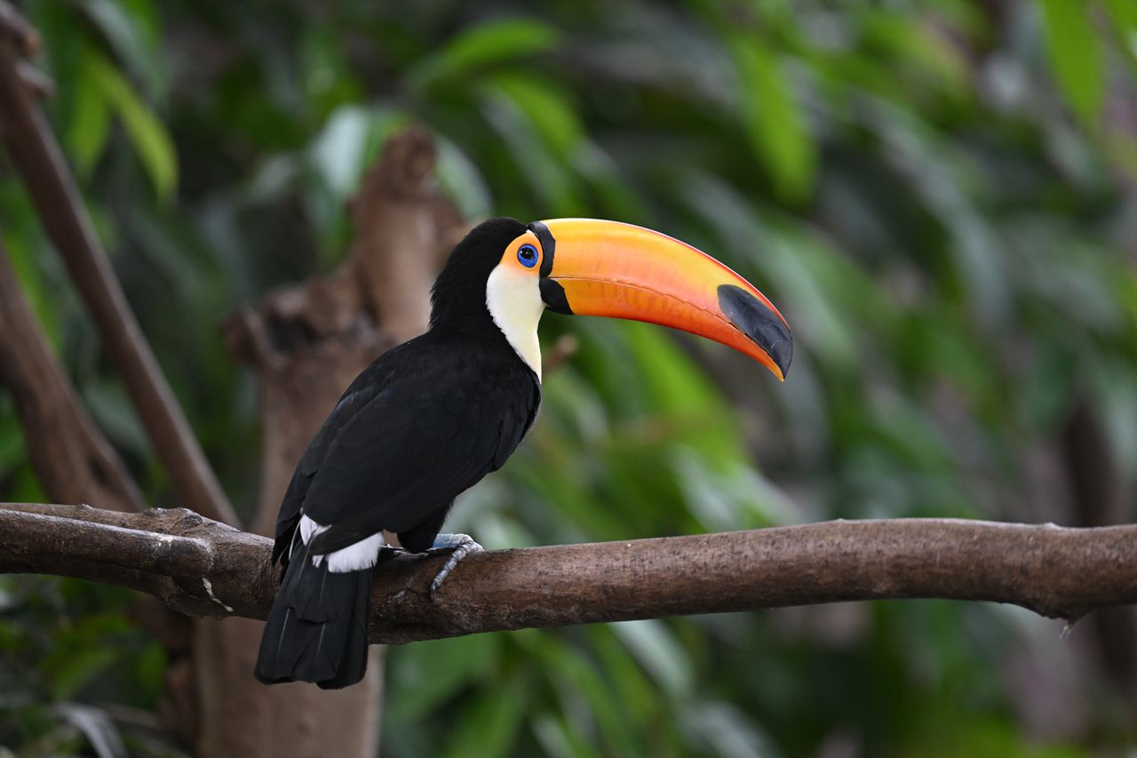 Nikon Z 600mm f/4 TC VR S sample images