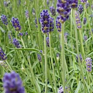 Provence Lavender in bloom