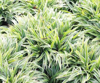 Carex grass in a border with variegated foliage