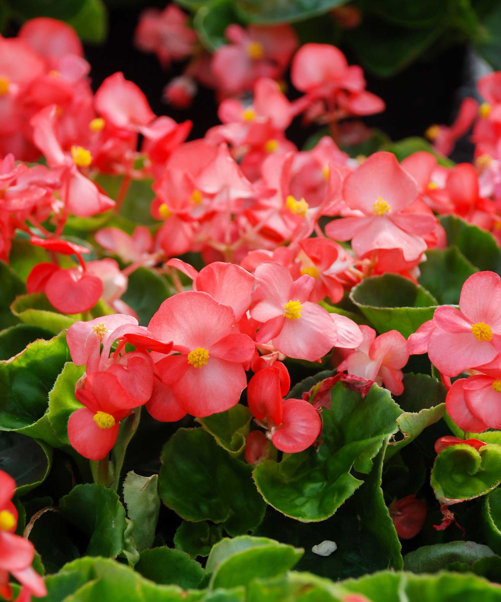 wax begonia in bloom