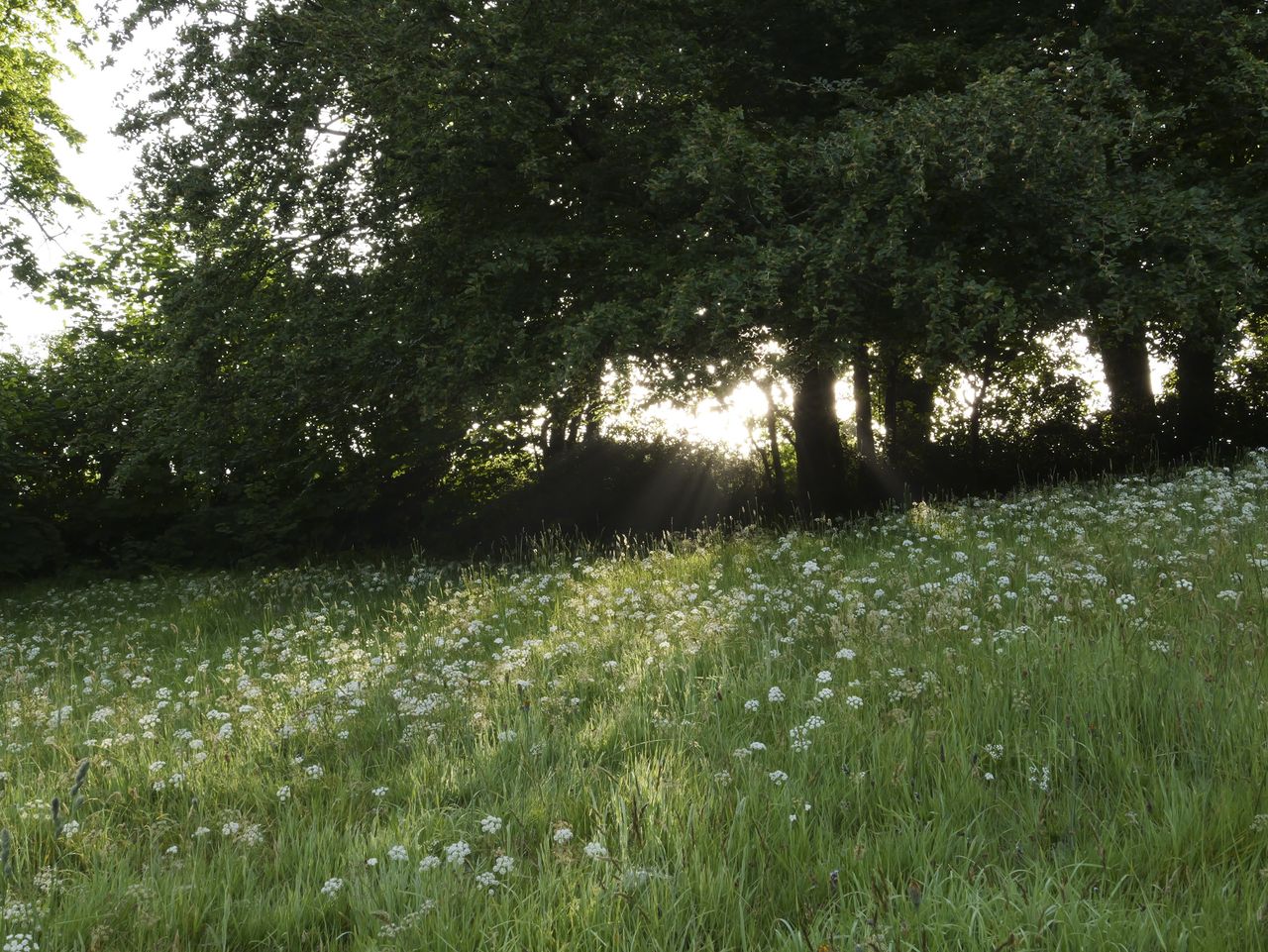 Sample image taken with the Panasonic Lumix L10; a wildflower meadow, with early sunlight bursting through trees
