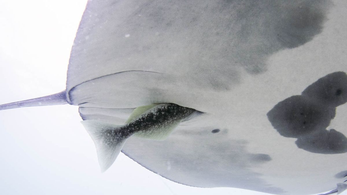 'A combination of amazement and horror': Hitchhiker fish hide in manta ray buttholes