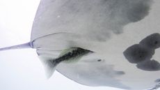 A close up of the white underbelly of a manta ray with a remora moving into the cloaca slit. 