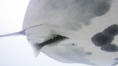 A close up of the white underbelly of a manta ray with a remora moving into the cloaca slit. 