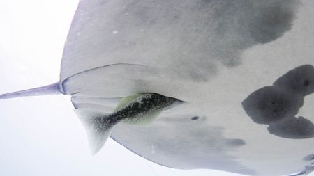 A close up of the white underbelly of a manta ray with a remora moving into the cloaca slit. 