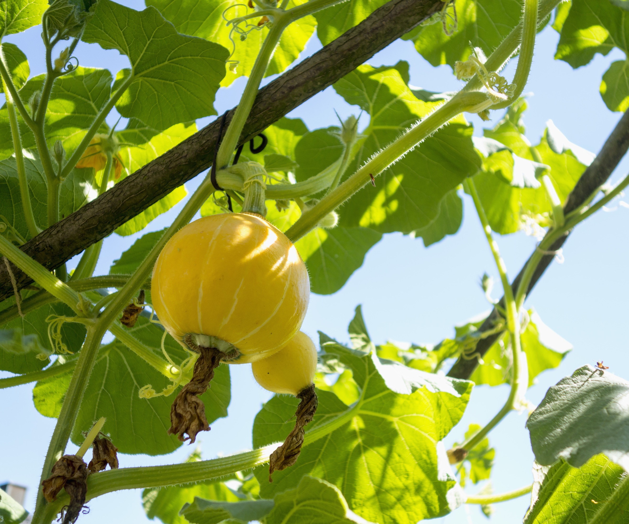 Squash on arch, organic-hokkaido-pumpkin