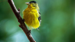 Lesser Goldfinch