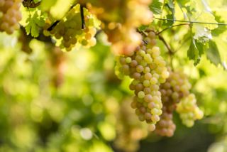 Riesling wine grapes