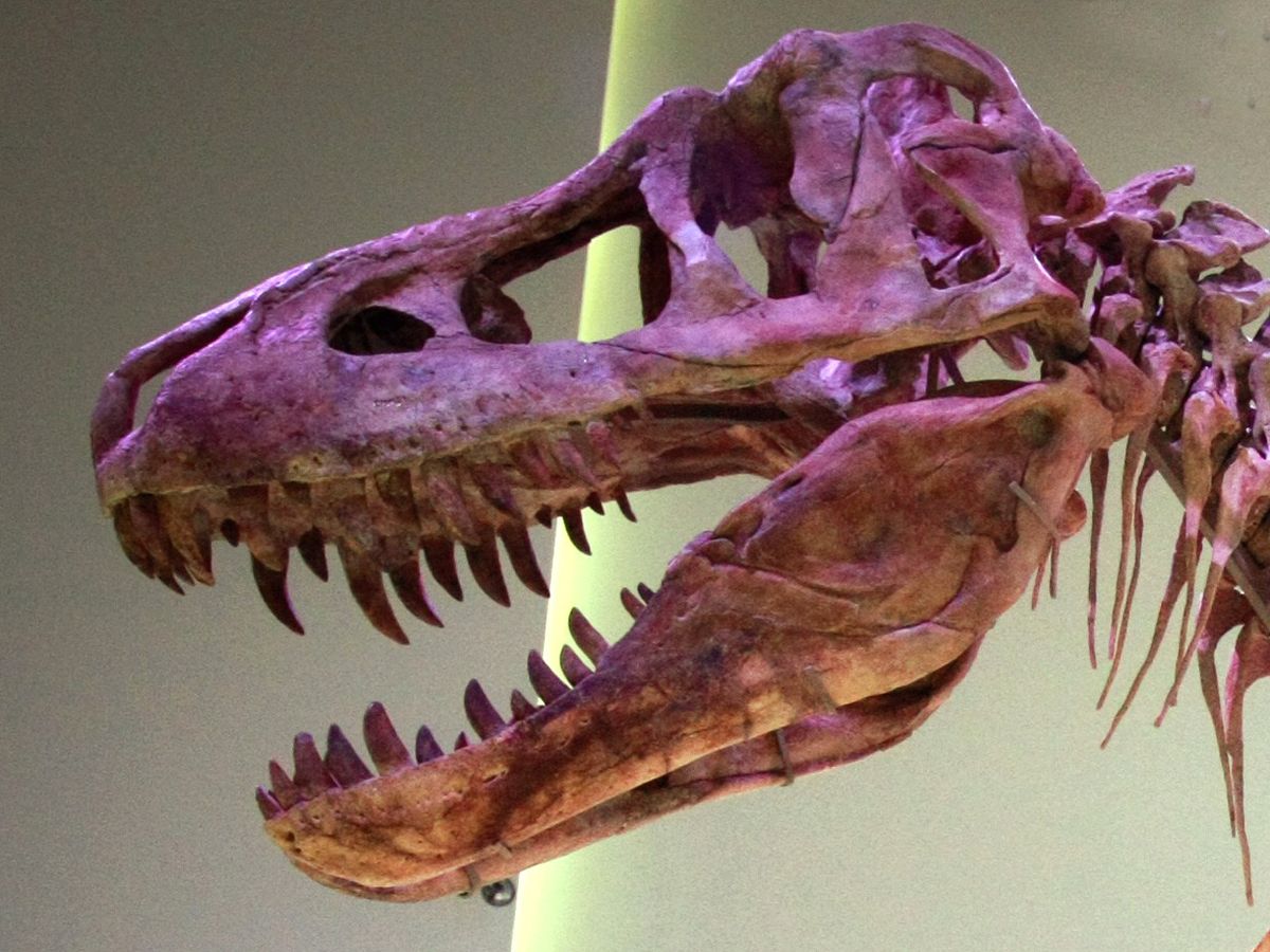 Tyrannosaurus rex may have been three different species | The Week