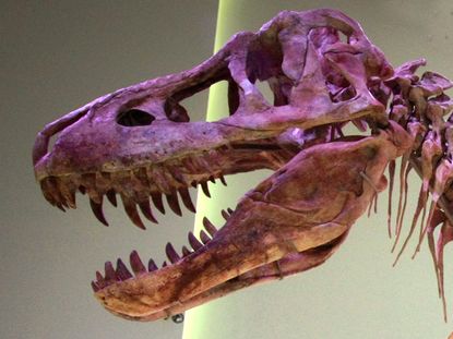 This picture taken on June 8, 2013 shows the 70-million-year-old Tyrannosaurus bataar, which was recently returned by the United States, goes on display in Ulan Bator.A Florida fossils dealer