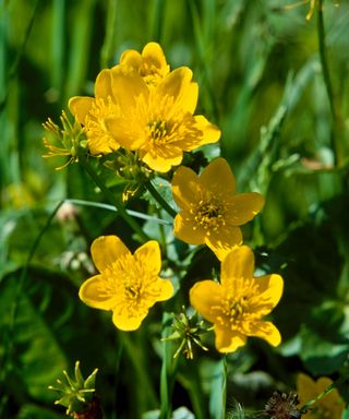 bright yellow marsh marigold flowers