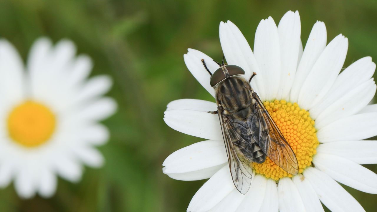 horse fly close up