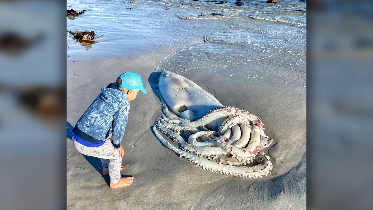 Giant squid that washed up on a South African beach was 'incredible to see'