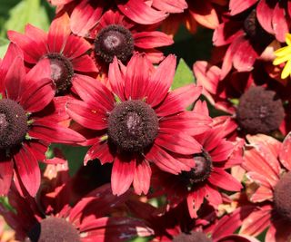 Rudbeckia 'Cherry Brandy' with red blooms