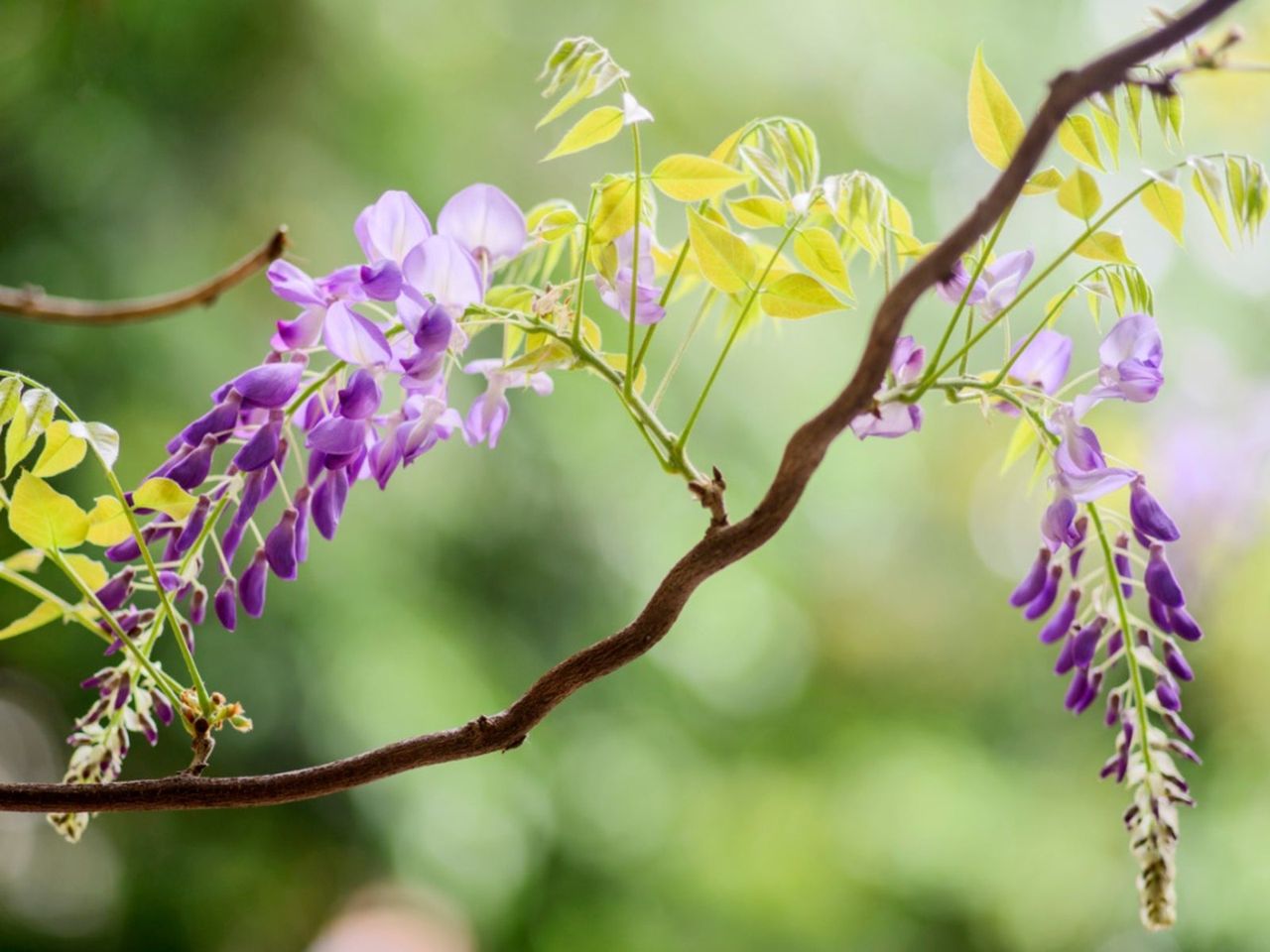 Curling Wisteria Leaves