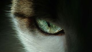 A close up of a cat's eye