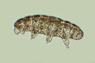 A clear and brownish tardigrade under a microscope. It has eight legs. The background is greenish white.