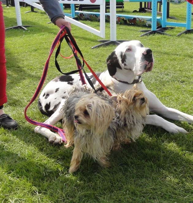 harlequin great dane and yorkies