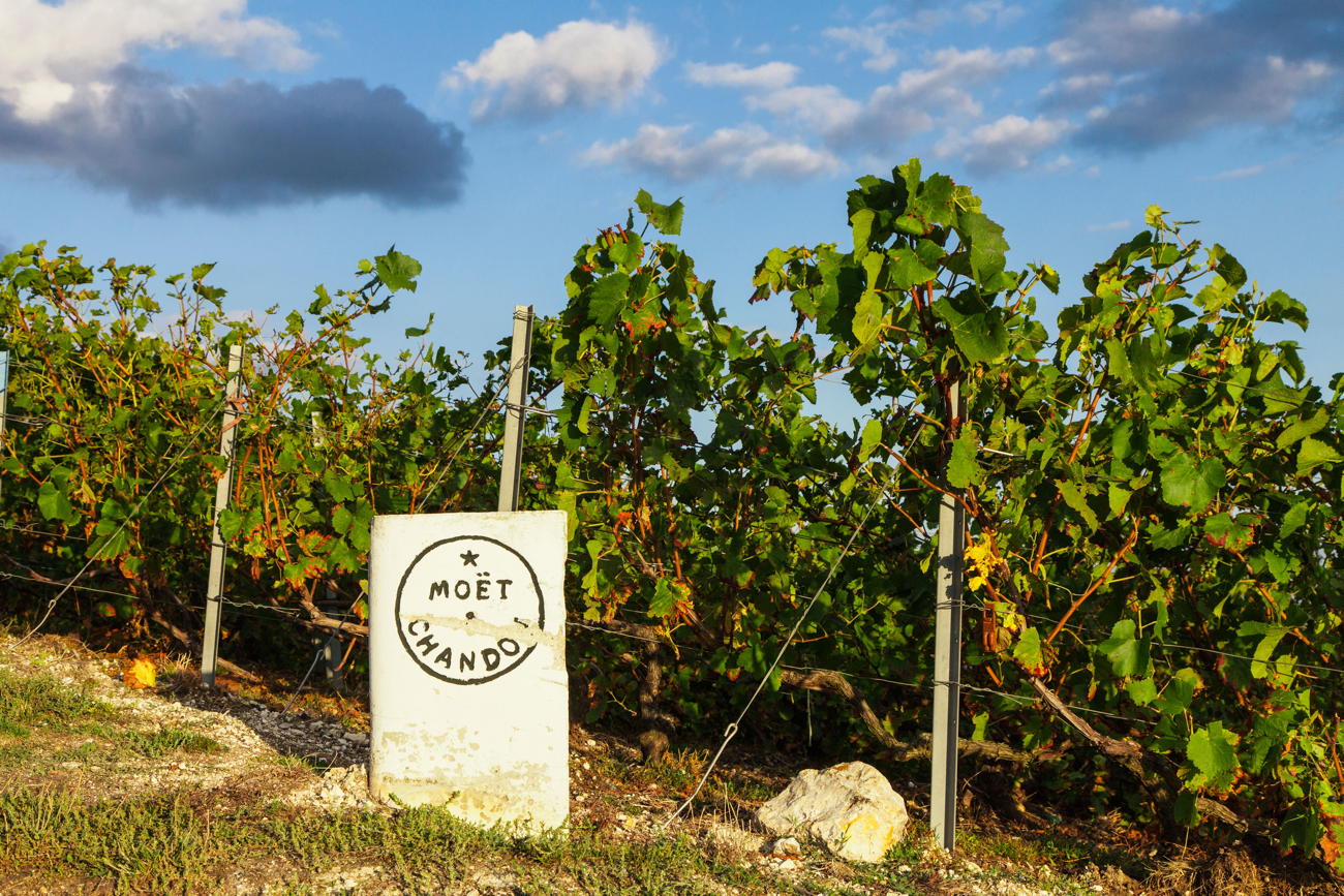 Champagne-Vineyard-Moet-Alamy-Stock-Photo-Image-ID-CY26CN.jpg