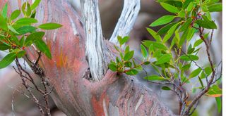 snow gum tree