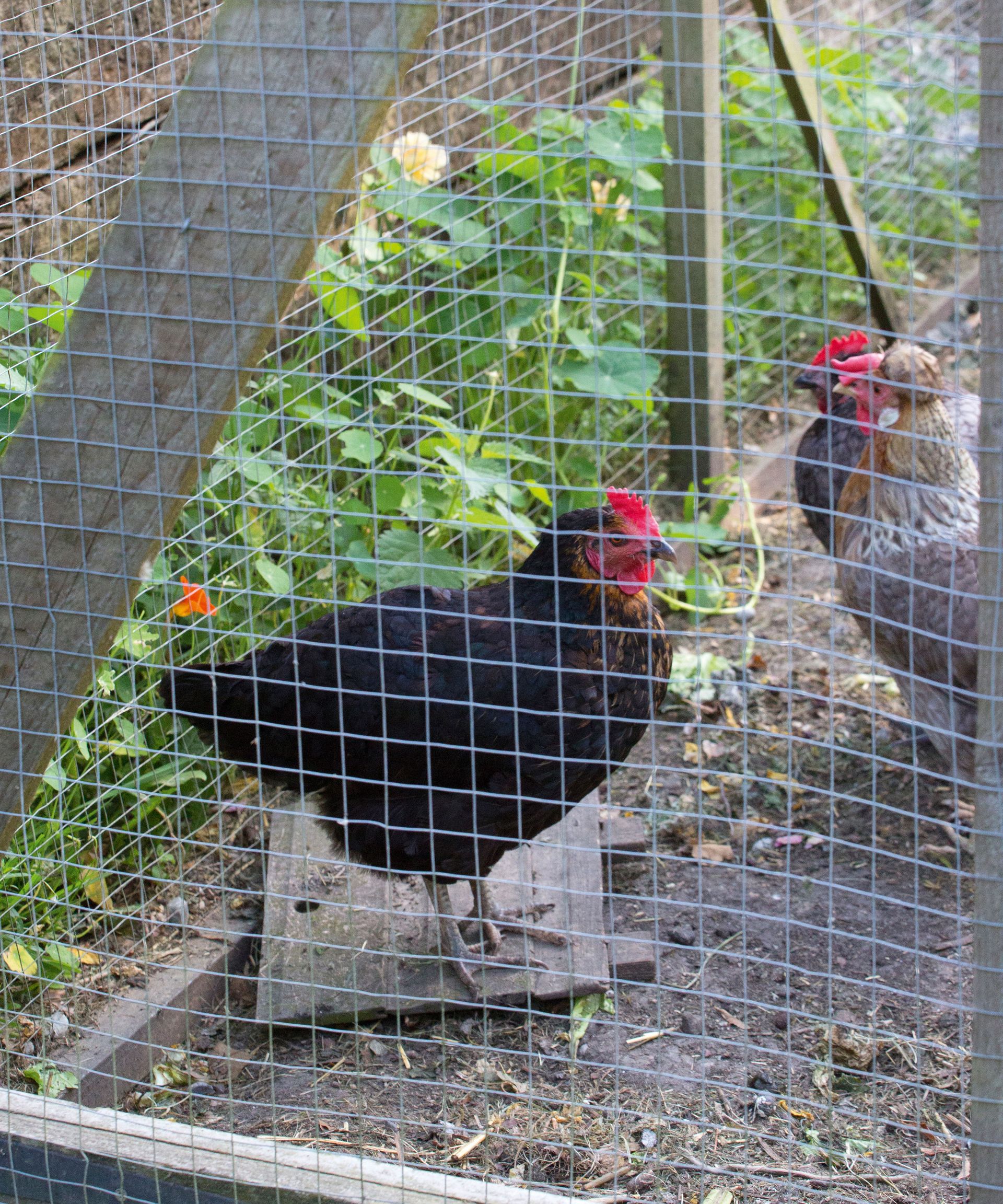 Keeping chickens a guide to keeping hens in your backyard Homes & Gardens
