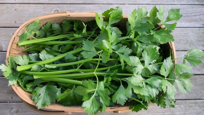 fresh harvest of celery in a trug