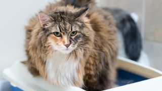 Maine Coon cat in litter box