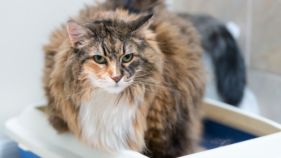 Cat constipation A vet's guide to the causes and symptoms PetsRadar