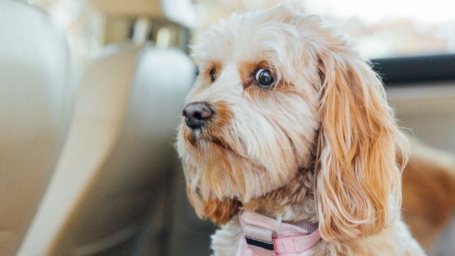 gabapentin dog reactivity