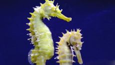 Two seahorses.