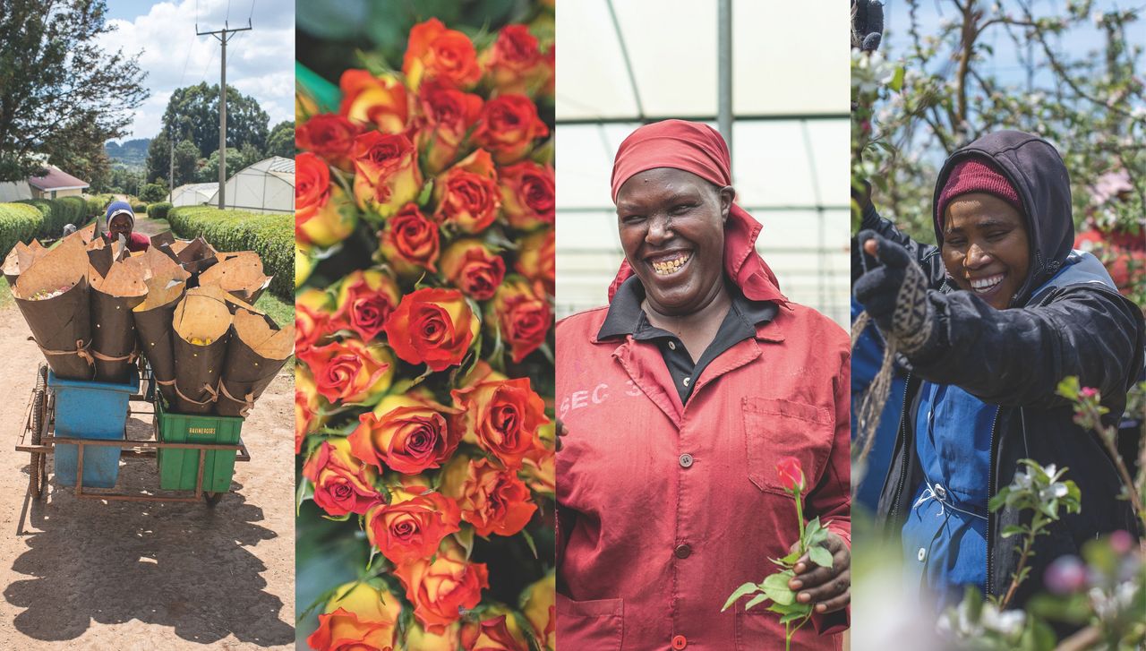 A compilation of images showing flowers being grown and picked by women in Kenya