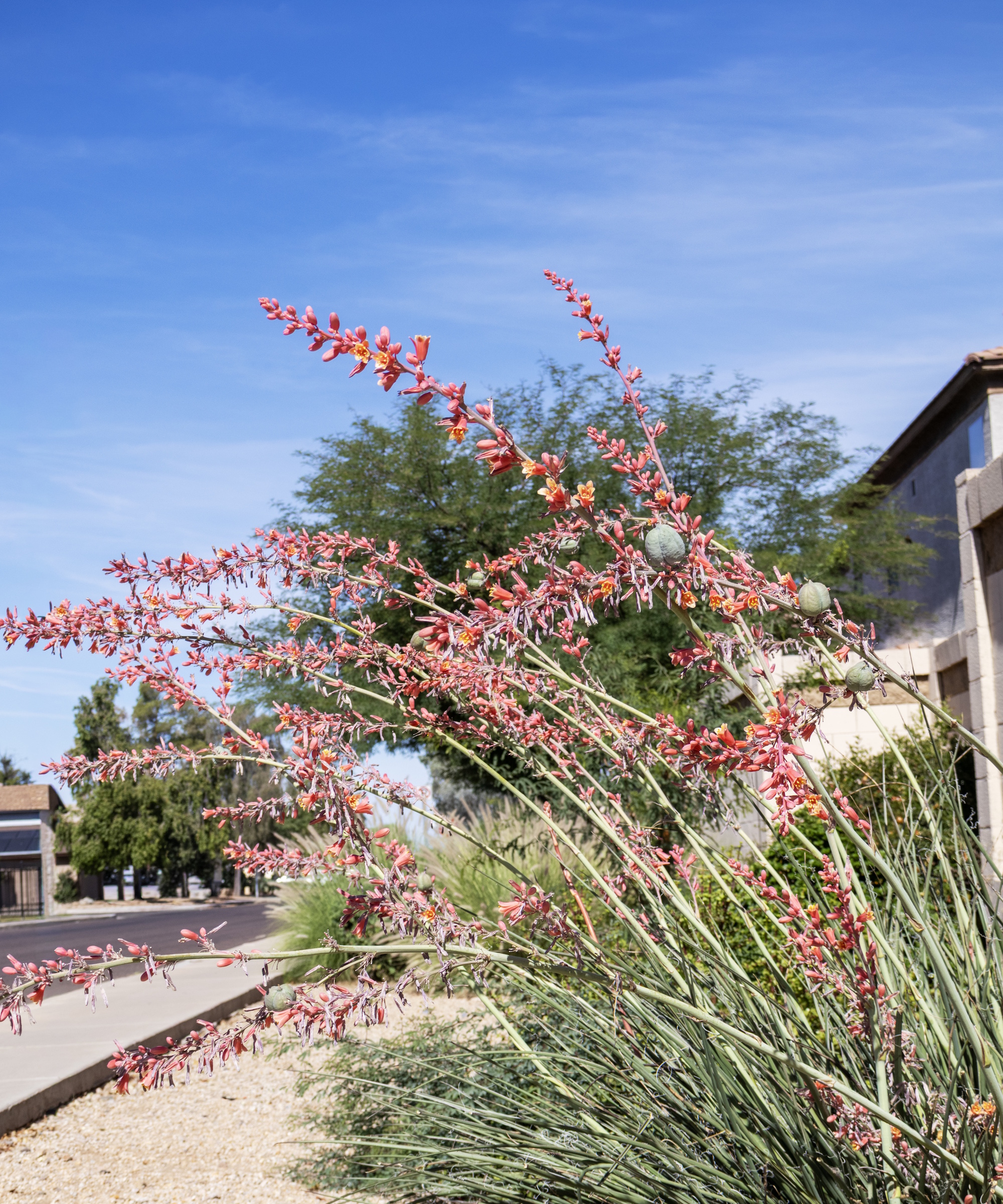 Hesperaloe parviflora or Red yucca blooming with tall coral flower stalks rising above dense arching leaves