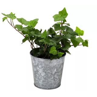 Thorsen's Greenhouse Live 4" Green Ivy Plant in Metal Pot