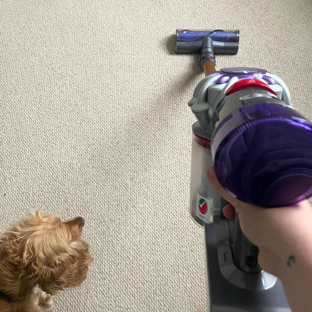 Testing cordless Dyson vacuum cleaner on carpet, next to dog