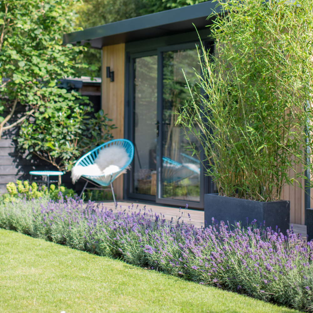 garden with blue chair and purple flower