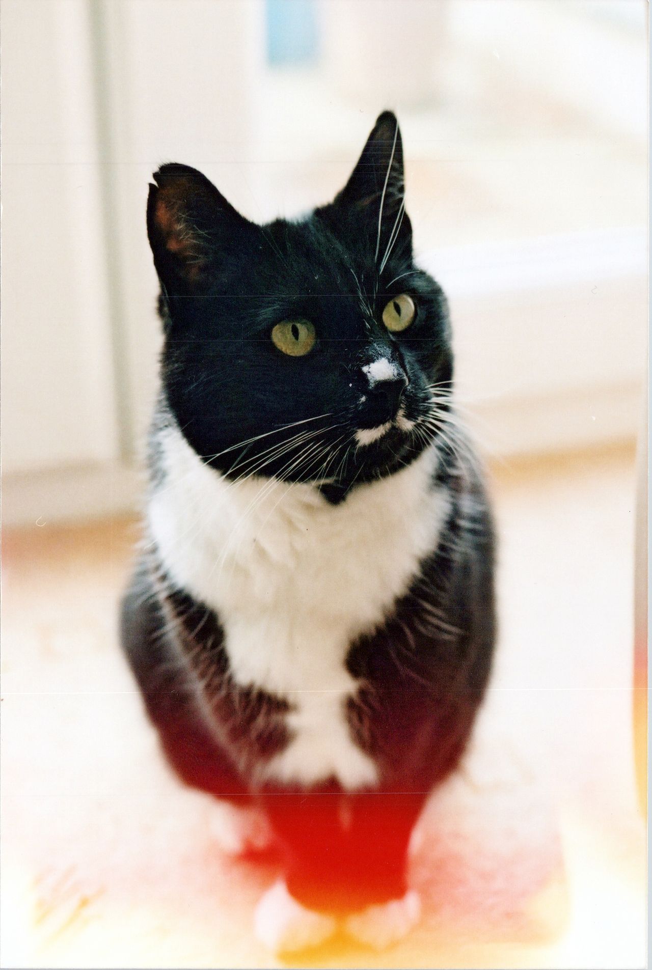 old 6x4 printed photo scan of a cat